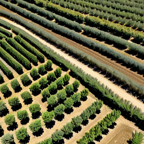 Home 14 Smart Agriculture in Andalusia**
"A sunny aerial view of olive groves in Andalusia, Spain. Smart sensors are visible in the fields, monitoring soil moisture. Drones fly overhead, capturing images of the crops. Farmers in appropriate attire are using tablets to analyze data. Fully clothed, professional, safe for work, perfect anatomy, natural proportions, appropriate content, family-friendly, high quality."
**